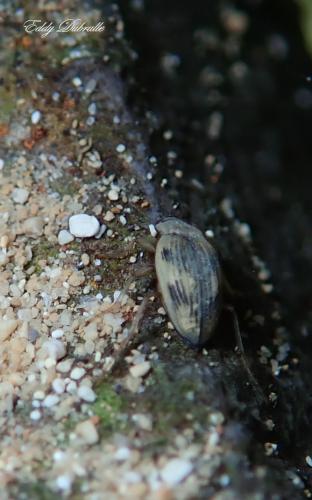 Brychius elevatus